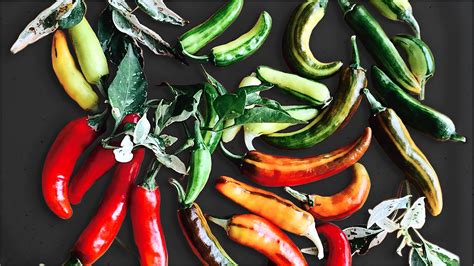 Fish Pepper, a Legacy of the African American Garden | Epicurious