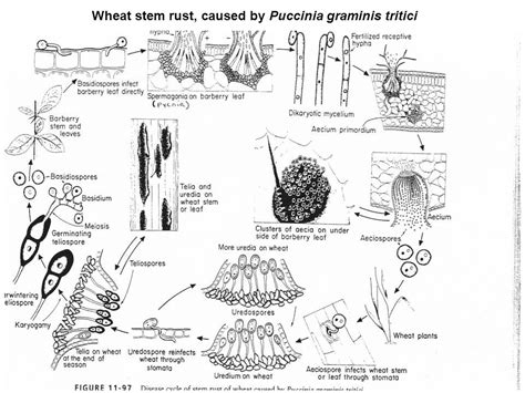 Puccinia graminis| Life cycle| Macrocyclic Heteroecious rust