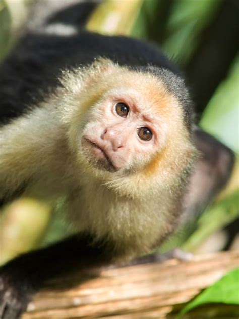 This is the white-throated capuchin! Also known as Colombian white ...