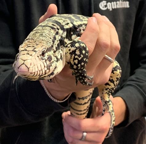 How to Care for Your Tegu - Allan's Pet Center Blog