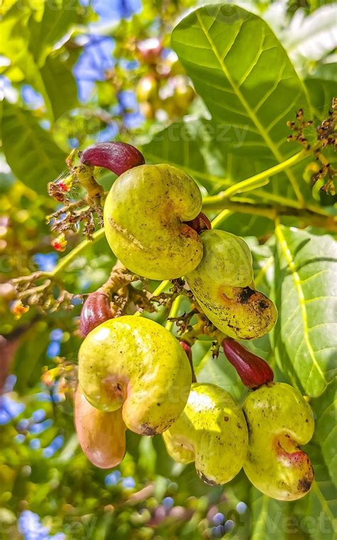 Cashew tree Anacardium occidentale with ripe fruits and nuts in Mexico ...