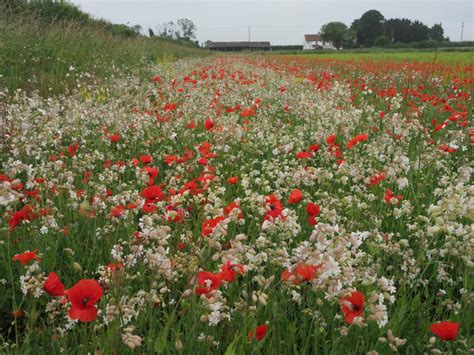 Cultivated margins - Farm Wildlife