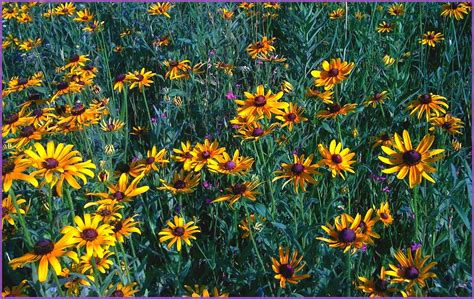 Fat Johnny's Front Porch: Kansas Tallgrass Prairie Wildflowers