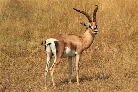 Grant’s Gazelle | Stock image | Colourbox