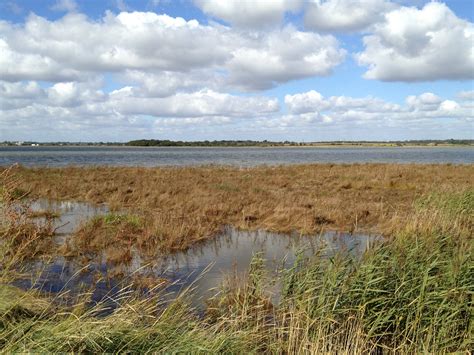 Salt marsh plants of East Coast Rivers and Estuaries — Herber & Co