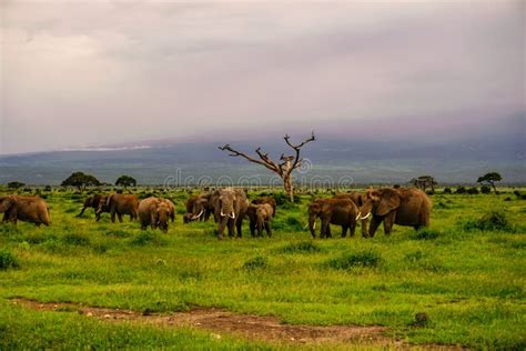 Elephants in the Amboseli National Park in Kenya Stock Photo - Image of ...