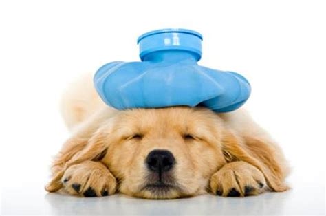 Signs of Pain in Dogs & Natural Pain Remedies | Canna-Pet