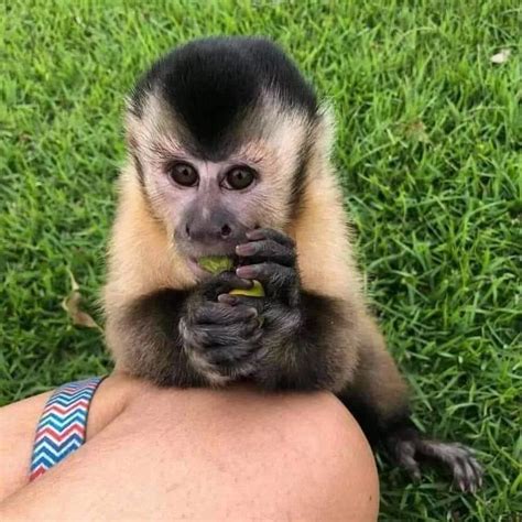 Capuchin Monkey For Sale At Good Prices. Trained & Health!