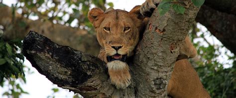 5 Days Queen Elizabeth Wildlife Safari | Uganda Safari Tours