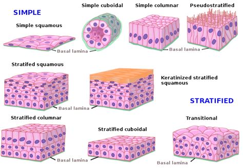 Stratified Squamous Keratinized Epithelium Labeled