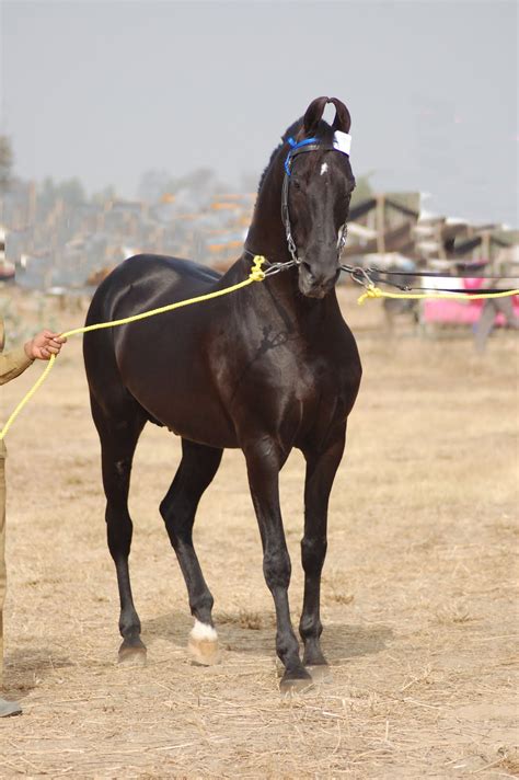 Marwari horse (indigenous horses of india)