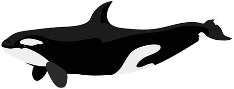 Orcas Clip Art Free Clipart Images 5 Wikiclipart - Riset