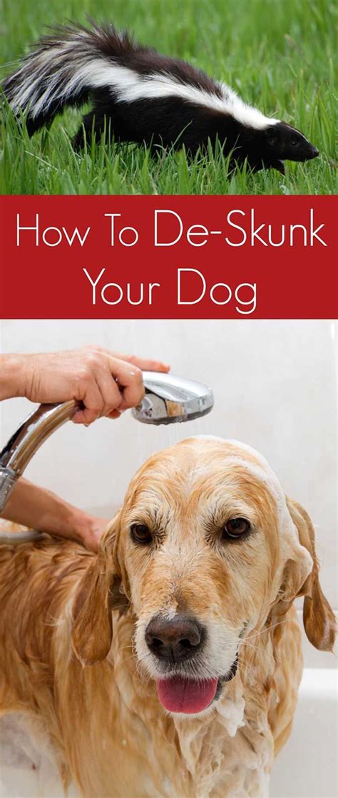 How To Get Rid Of Skunk Smell On Your Dog | Skunk smell, Dog spray ...