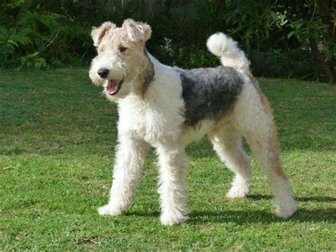 Pure Bred Wire Hair Fox Terrier puppies for sale! Graaff-Reinet ...