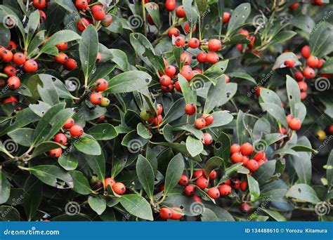 Ilex integra berries stock photo. Image of ilex, branch - 134488610