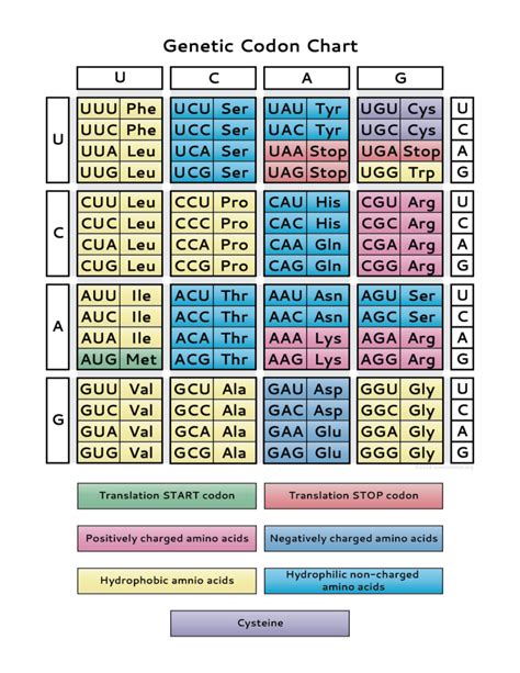 Genetic Code Chart (PDF) | Biology facts, Teaching biology, Molecular ...