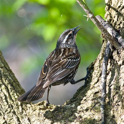 Red-Winged Blackbird (female) - Pentax User Photo Gallery