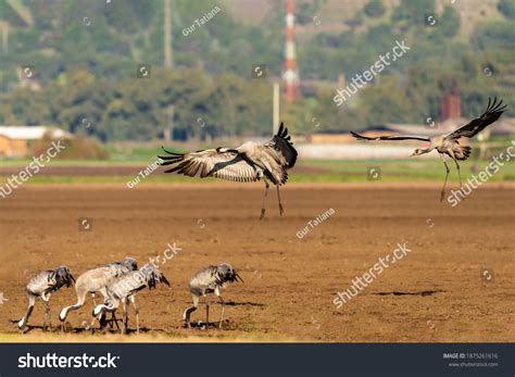 Common Crane Flying Early Autumn Morning Stock Photo 1875261616 ...