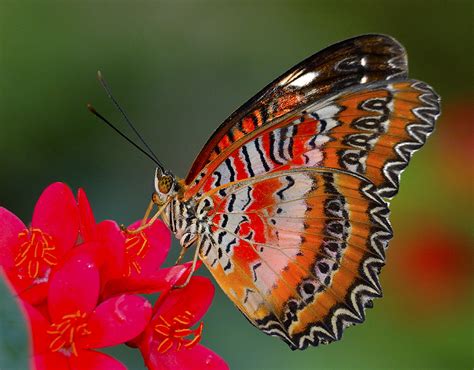 Red Lacewing Butterfly, Fairchild Tropical Botanic Garden.… | Flickr