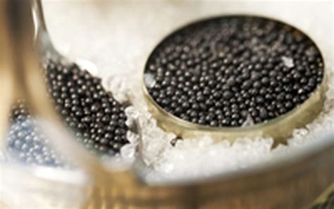 Why Is Beluga Caviar Restricted | House of Caviar and Fine Foods