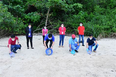 More Batches Of Pawikan Hatchlings Released At Cleanergy Park – Aboitiz