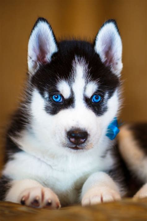 Siberian husky puppy with beautiful blue eyes #siberianhusky | Puppies ...