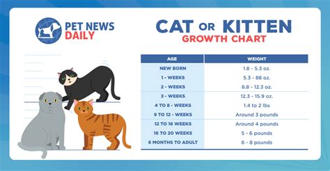 Kitten and Cat Growth Chart - Pet News Daily