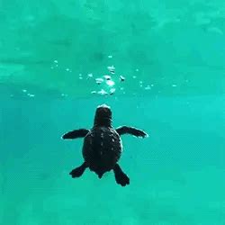 Turtle Gif Sea Cartoon Turtle Gif Sea Funny - Folkscifi