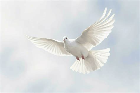 a white dove with black and white feathers is flying 30631470 Stock ...