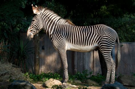 7 Facts to Celebrate International Zebra Day! | Smithsonian's National ...