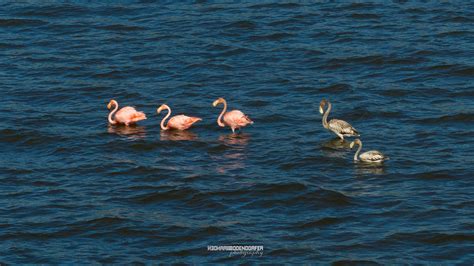 Photos of Rare Sighting of Flamingos in Central Wisconsin - WiscoLens