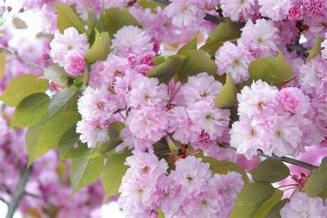 Early Season Flowering Cherry Trees for Your Garden