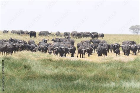 herd of water buffalo Stock Photo | Adobe Stock