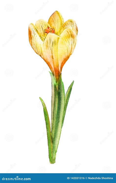 Watercolor yellow crocus stock illustration. Illustration of season ...