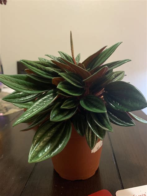 My new baby! Plant care tips please! : r/houseplants