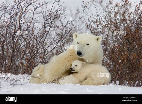 Polar Bear (Ursus maritimus) female with cub, Churchill, Manitoba ...