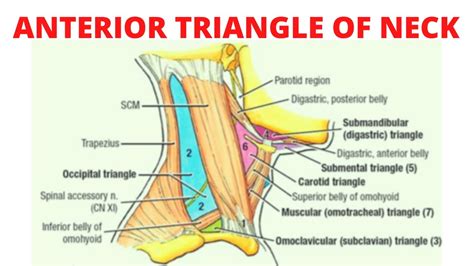 Anterior triangle of the neck - YouTube