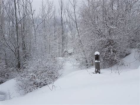 Fresh Snow in the Mountain Forest. Stock Image - Image of view ...