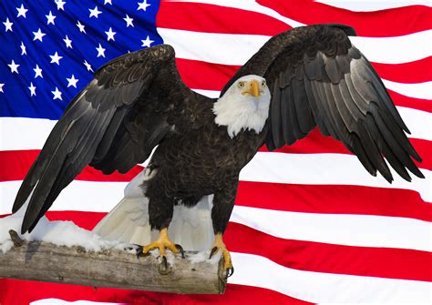 American bald eagle and flag, Digital composite – LIBERTY vs POLITICS