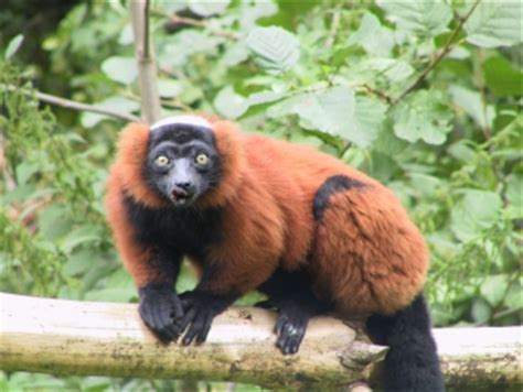 Red Ruffed Lemur Facts, Diet, Habitat, Pictures