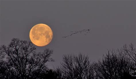 Wolf Moon Hike, Blacklick Woods Nature Center, Reynoldsburg, January 25 ...