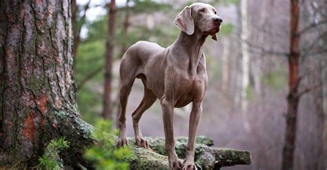 Training Your Weimaraner: Best Tips, Common Mistakes, and More!