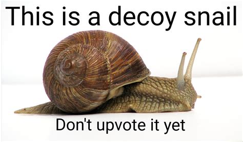 This is a decoy snail / don't upvote it yet | Immortal Snail | Know ...