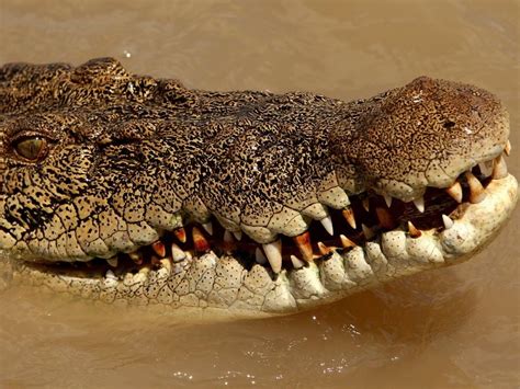 Australian man bites crocodile's eyelid to survive harrowing attack ...