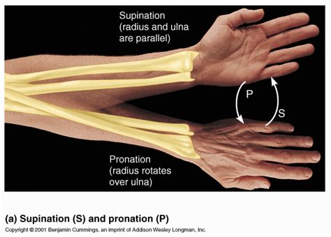 I need some forearm bone motion pictures - Biology Stack Exchange