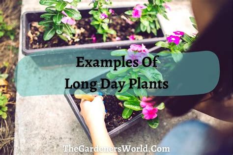 10 Long Day Plants That Will Brighten Your Summer (With Pictures) - The ...