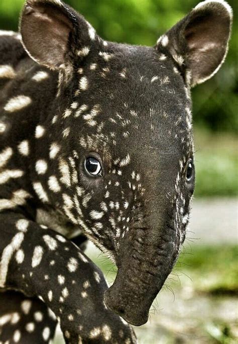 Baby tapir | Unusual animals, Interesting animals, Animals