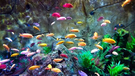 Most Beautiful Fish Aquarium