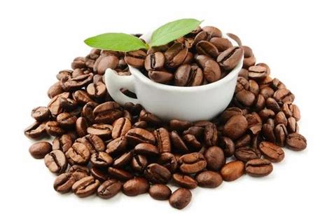 Organic Coffee Bean at Rs 100/kg | Lalganj | Nagpur | ID: 15999342930