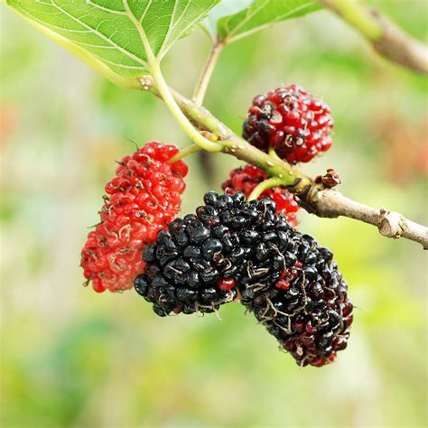 Red Mulberry Seedlings for Sale (Morus rubra) – Nativ Nurseries